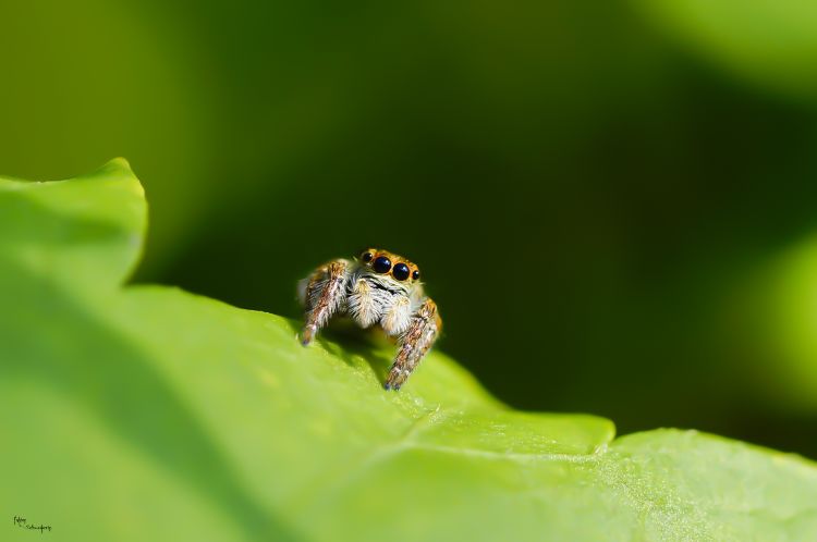 Fonds d'cran Animaux Araignes Salticidae