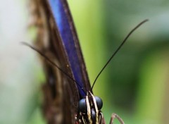  Animaux Papillon de face