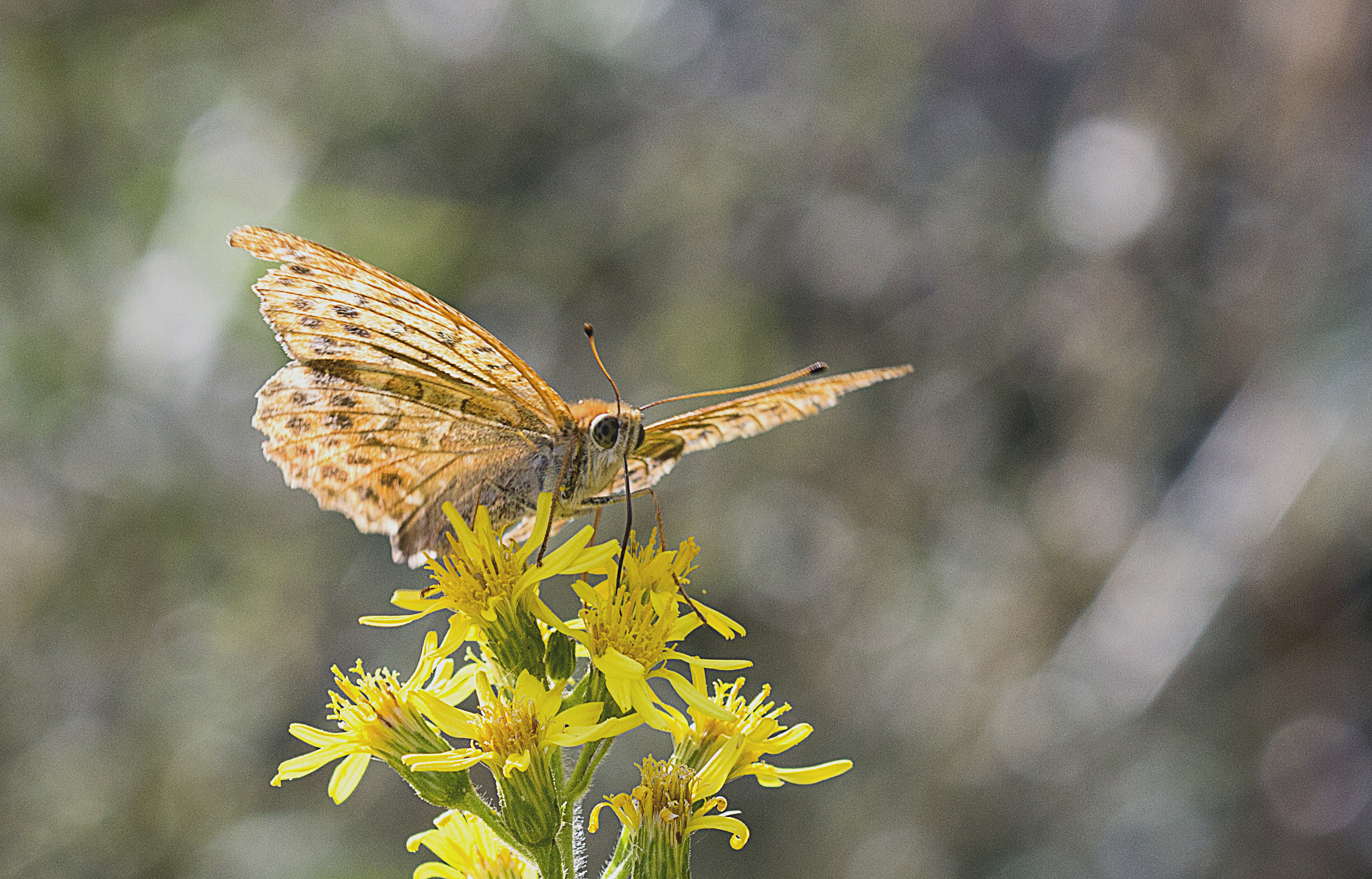 Wallpapers Animals Insects - Butterflies Papillons d'automne