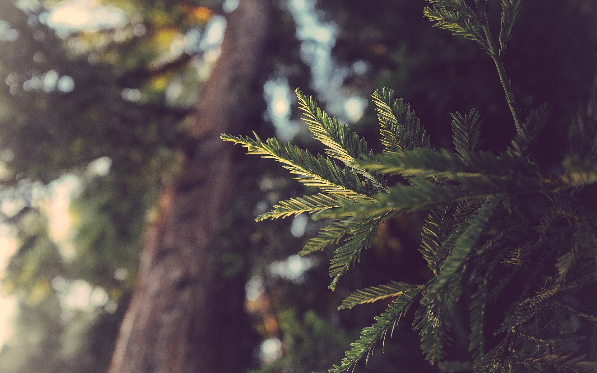 Fonds d'cran Nature Arbres - Forts 