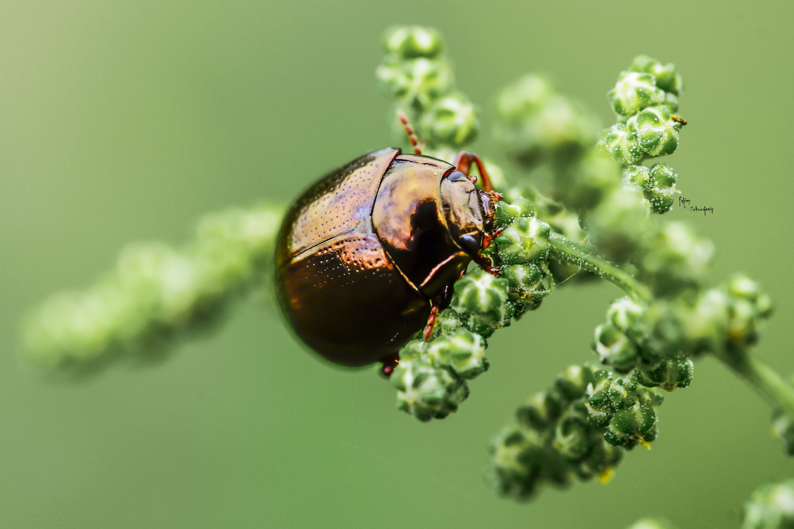 Wallpapers Animals Insects - Beetles scabion