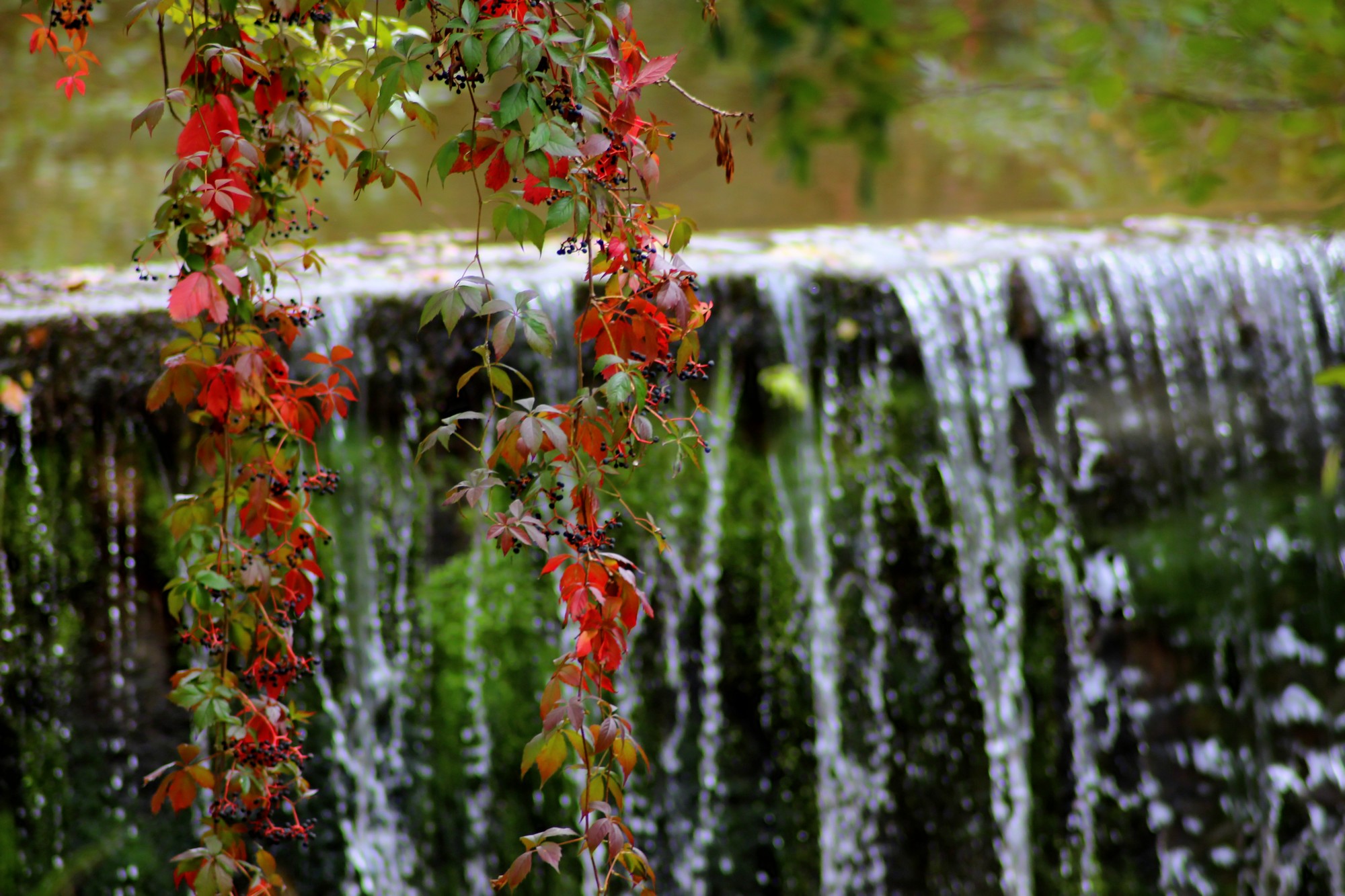 Wallpapers Nature Leaves - Foliage 