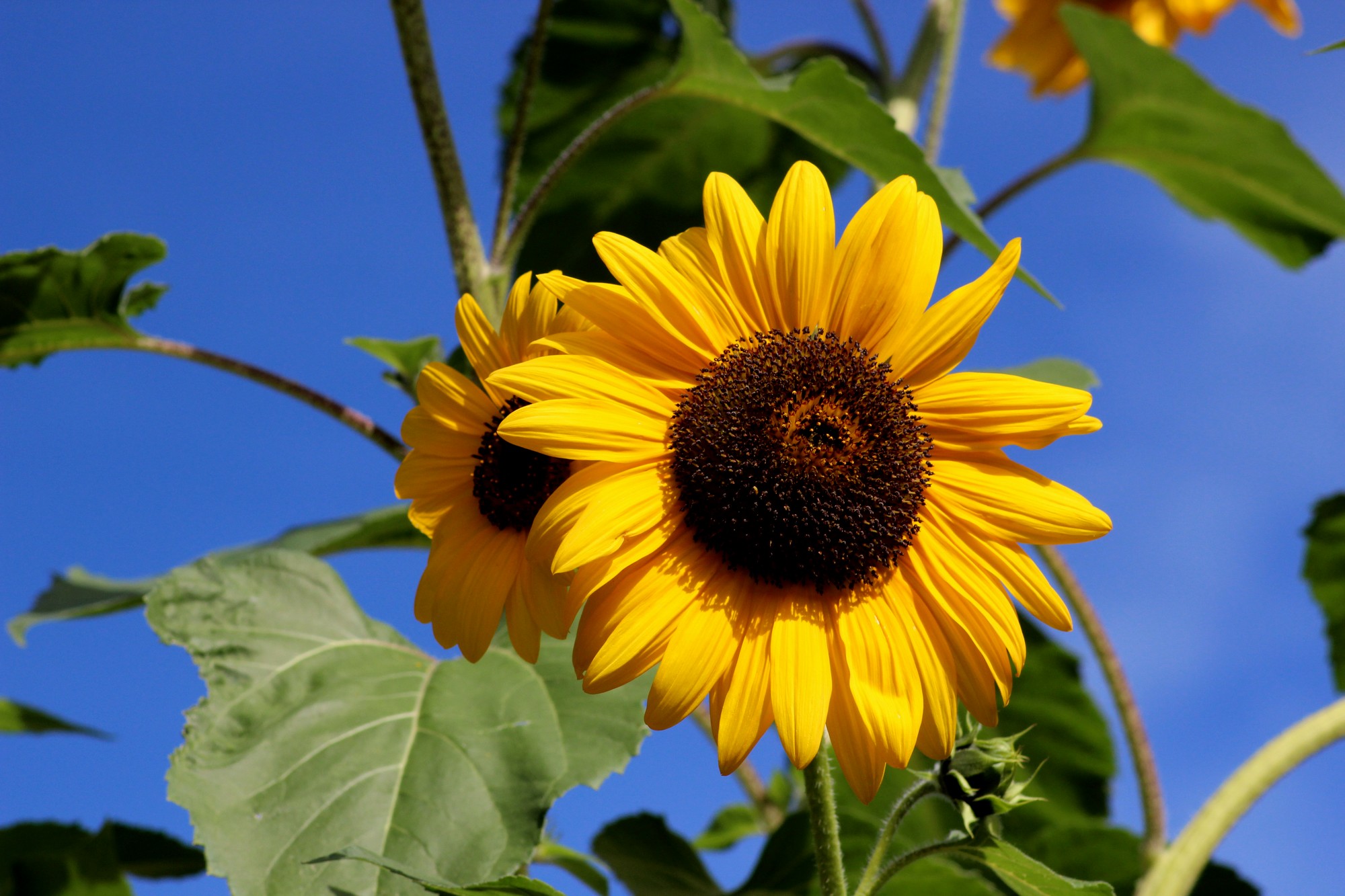 Fonds d'cran Nature Fleurs 