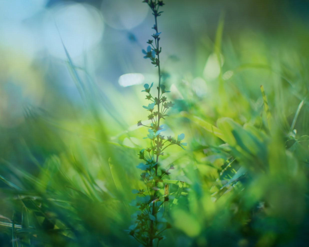 Fonds d'cran Art - Numrique Nature - Fleurs 