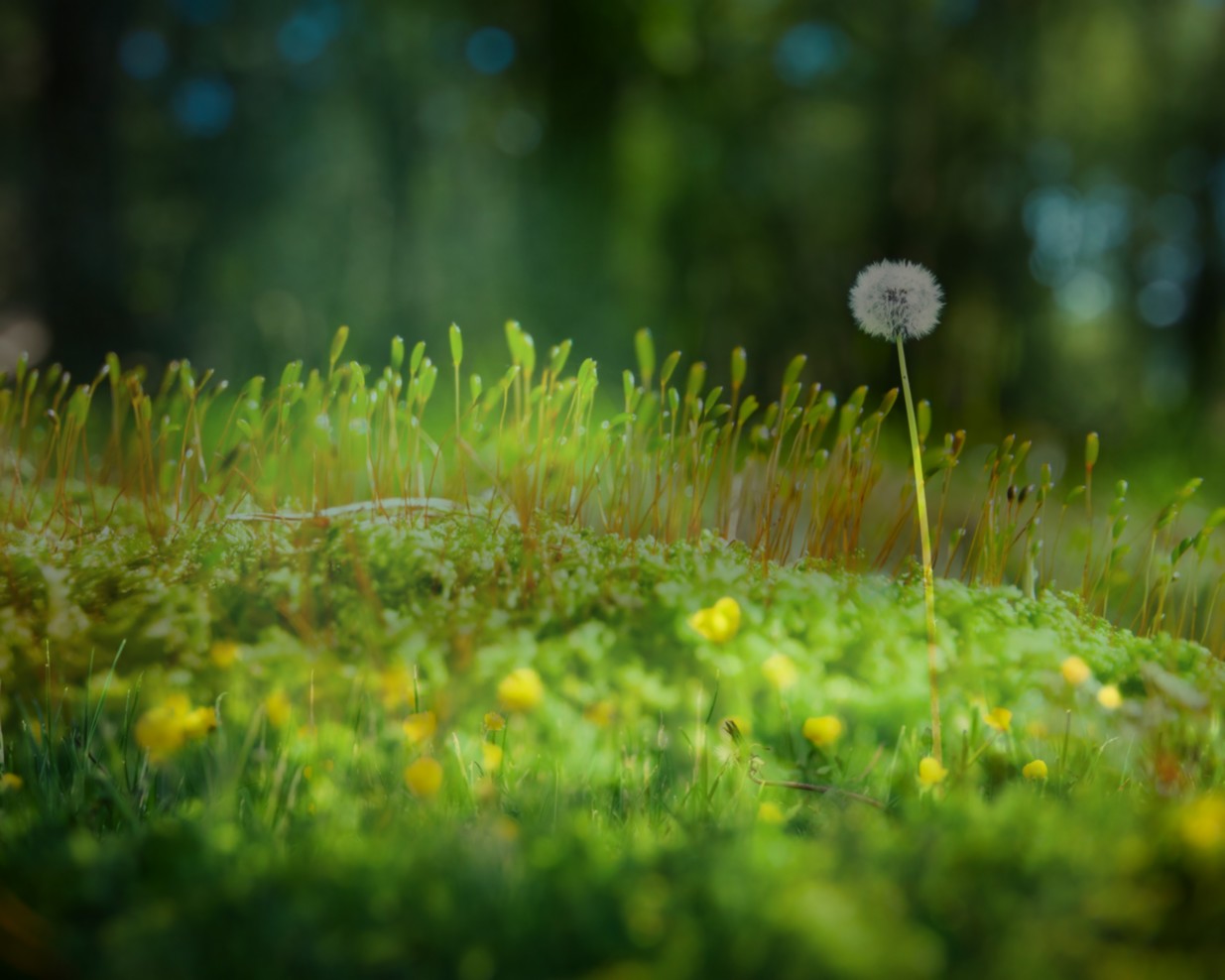 Fonds d'cran Art - Numrique Nature - Fleurs 