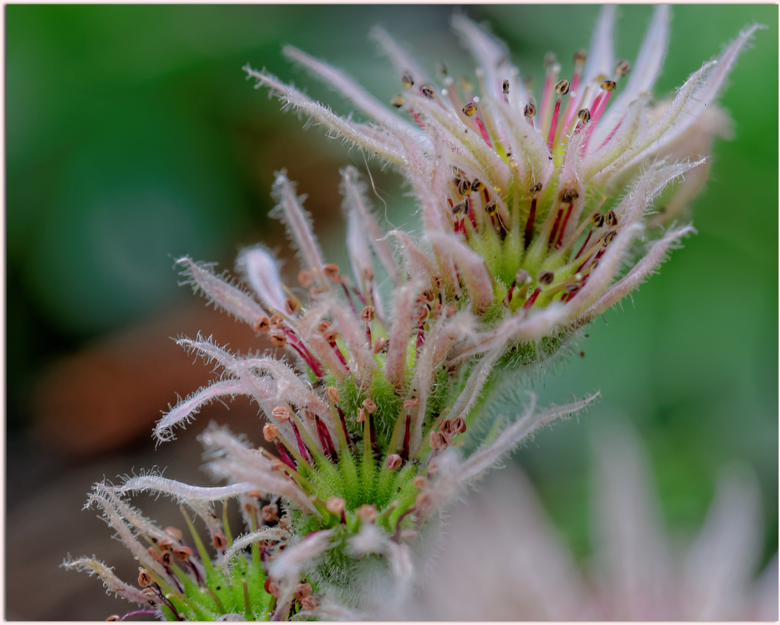 Fonds d'cran Nature Fleurs 