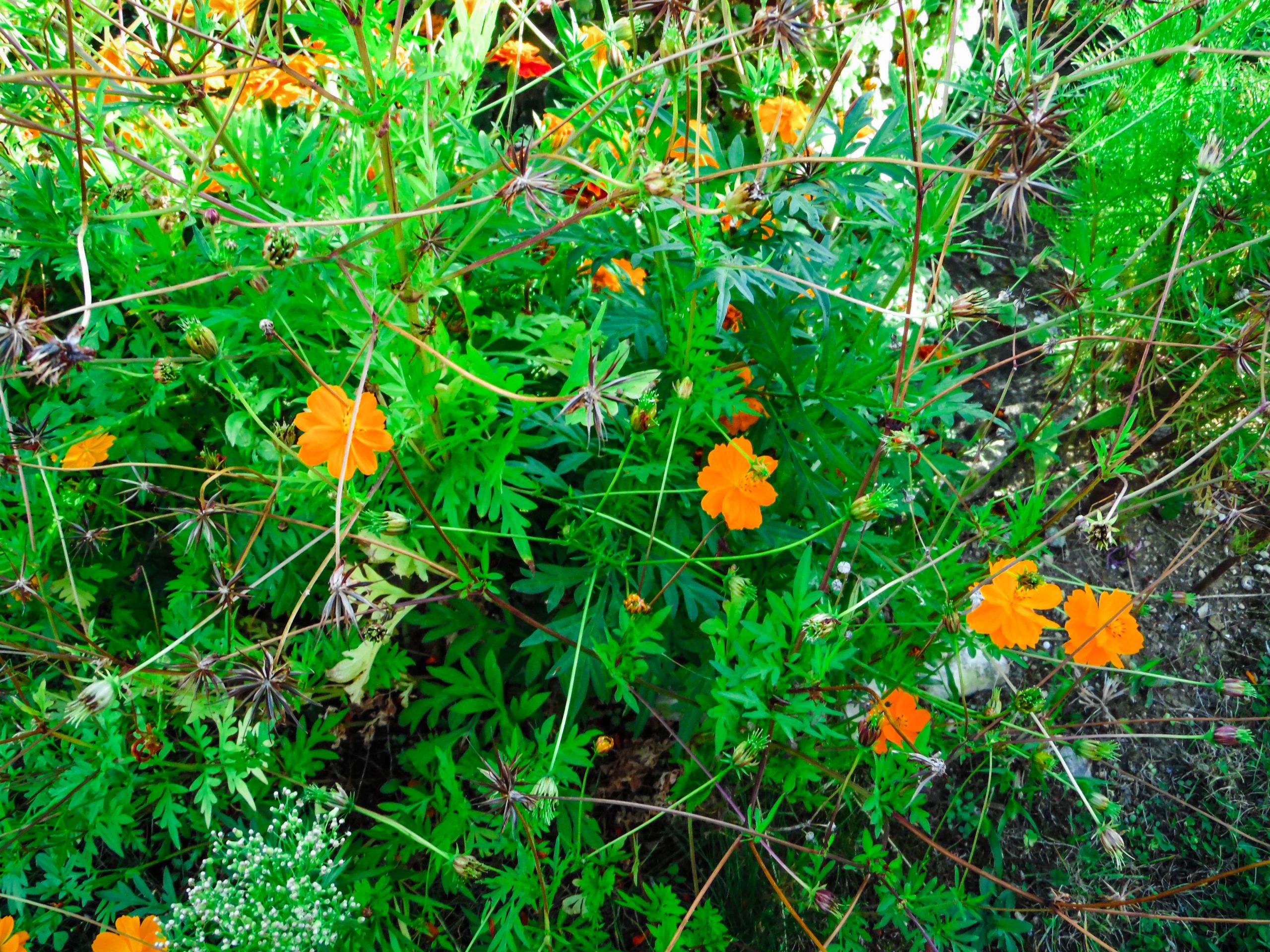 Fonds d'cran Nature Fleurs 