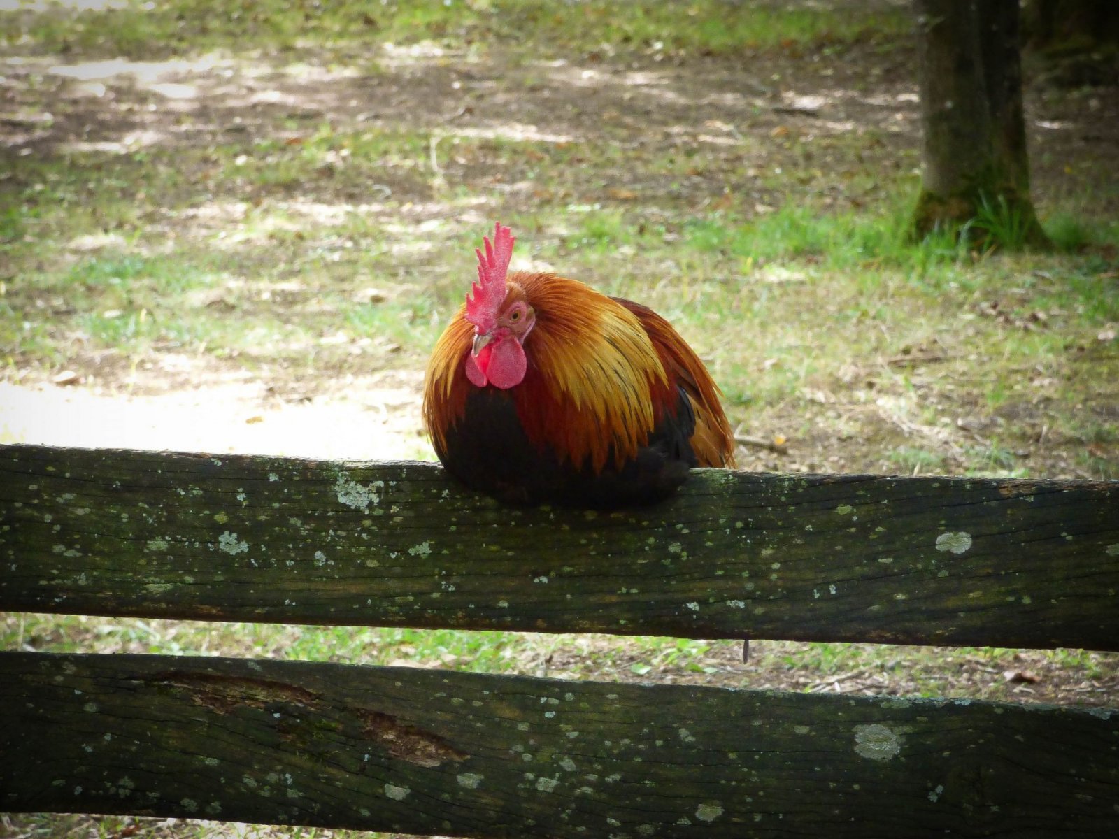 Fonds d'cran Animaux Oiseaux - Coqs et Poules Coq sur un Banc