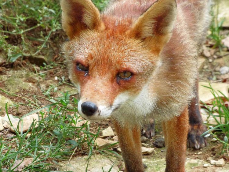 Fonds d'cran Animaux Renards Fox