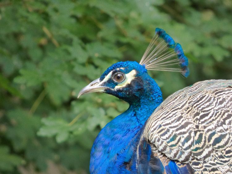 Wallpapers Animals Birds - Peacocks Paon