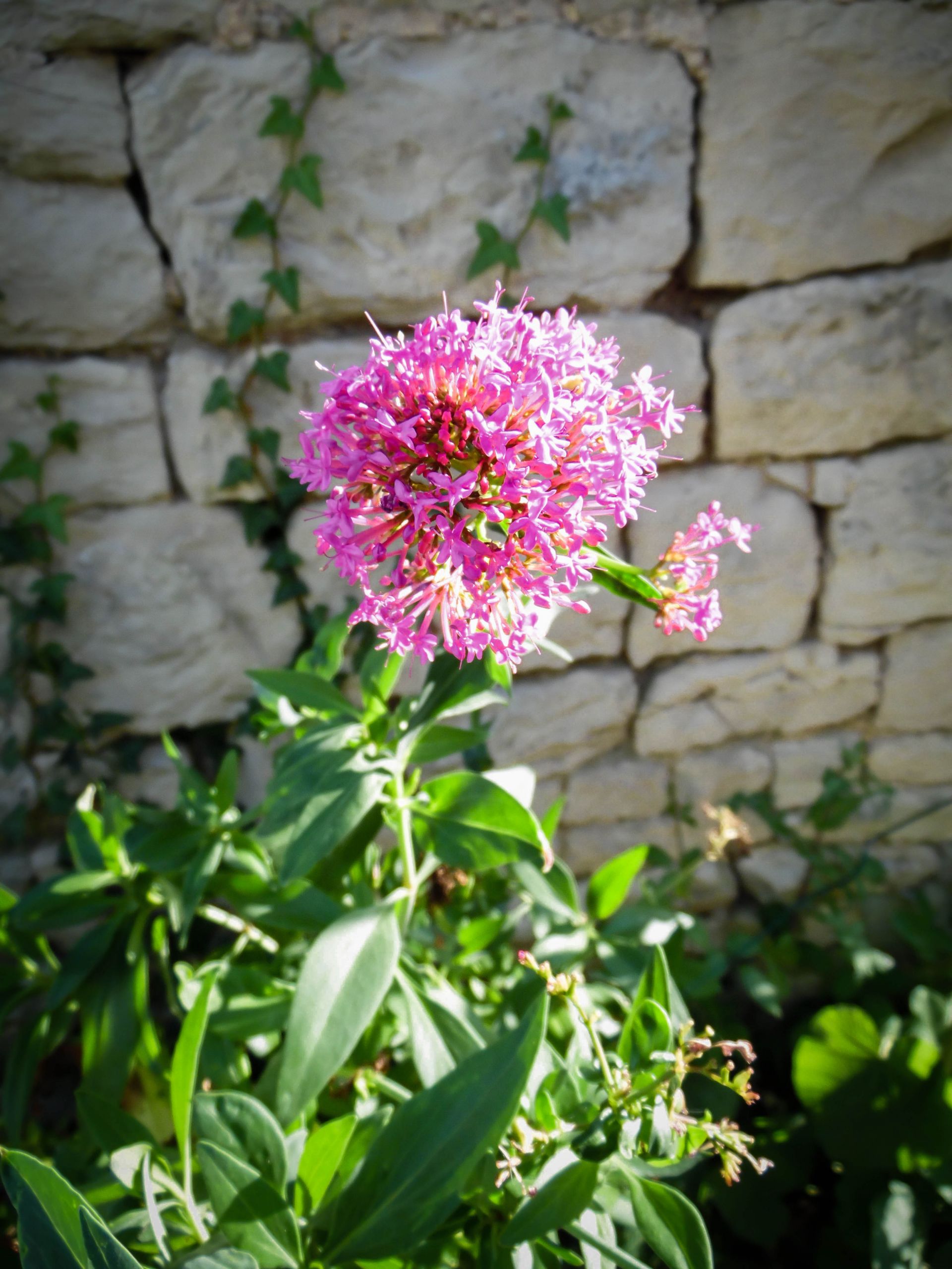 Fonds d'cran Nature Fleurs 