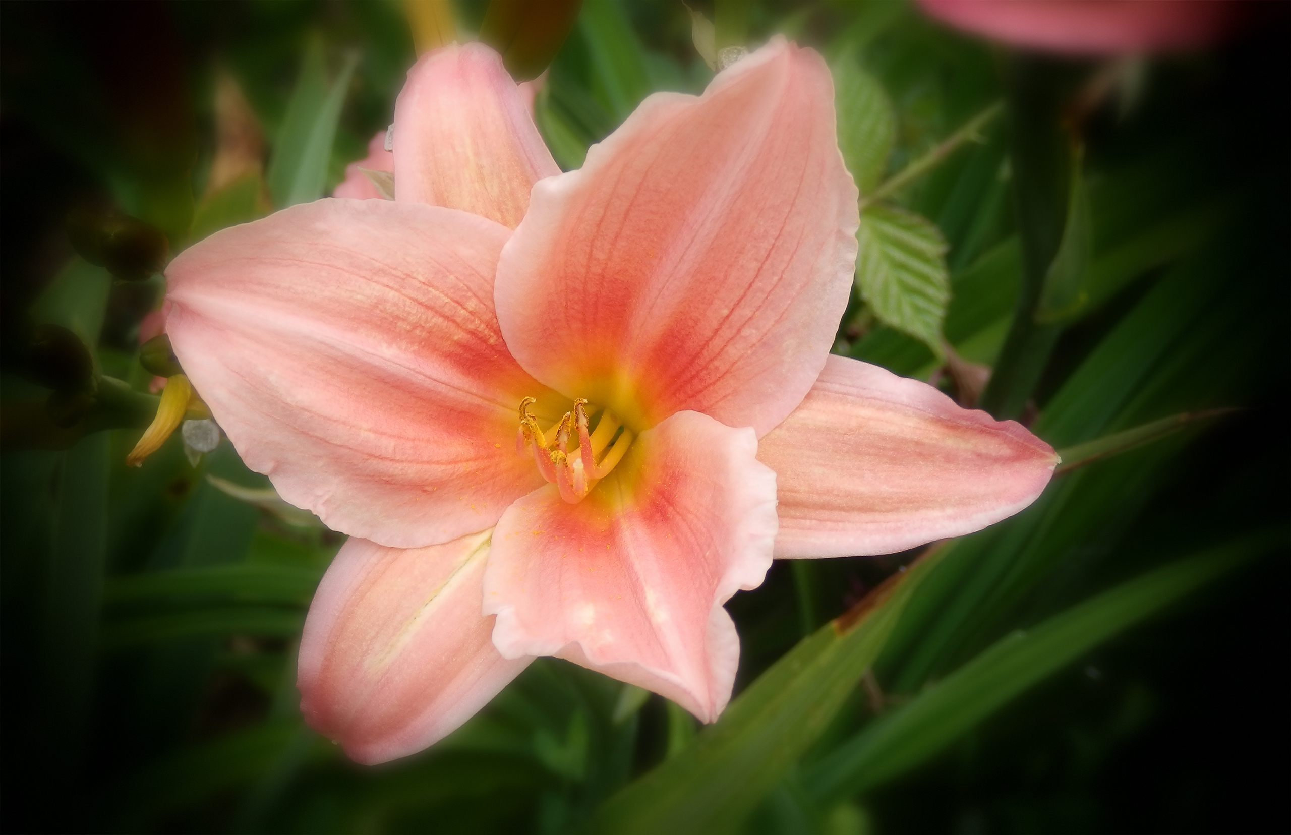 Fonds d'cran Nature Fleurs 