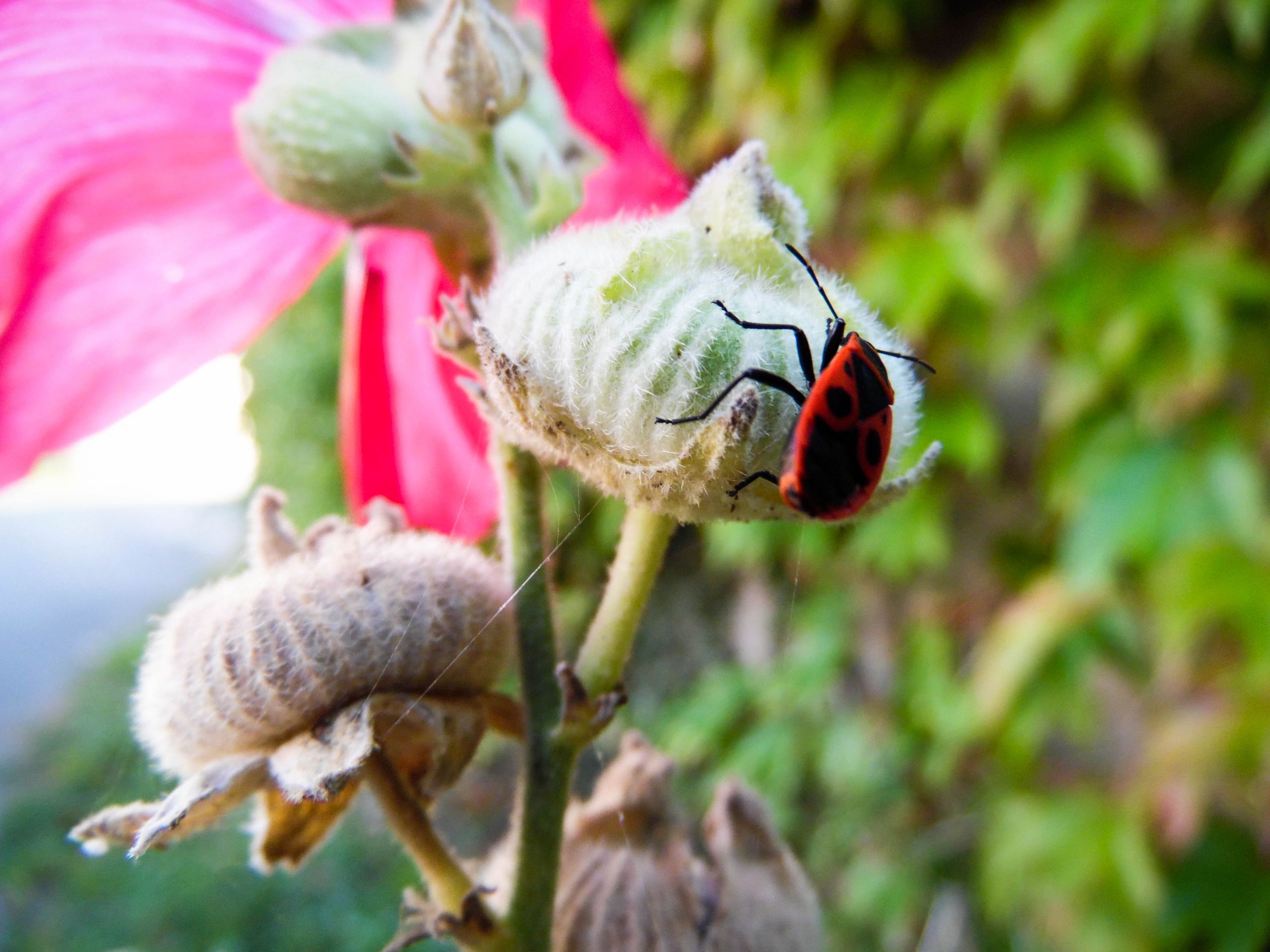 Fonds d'cran Nature Fleurs 