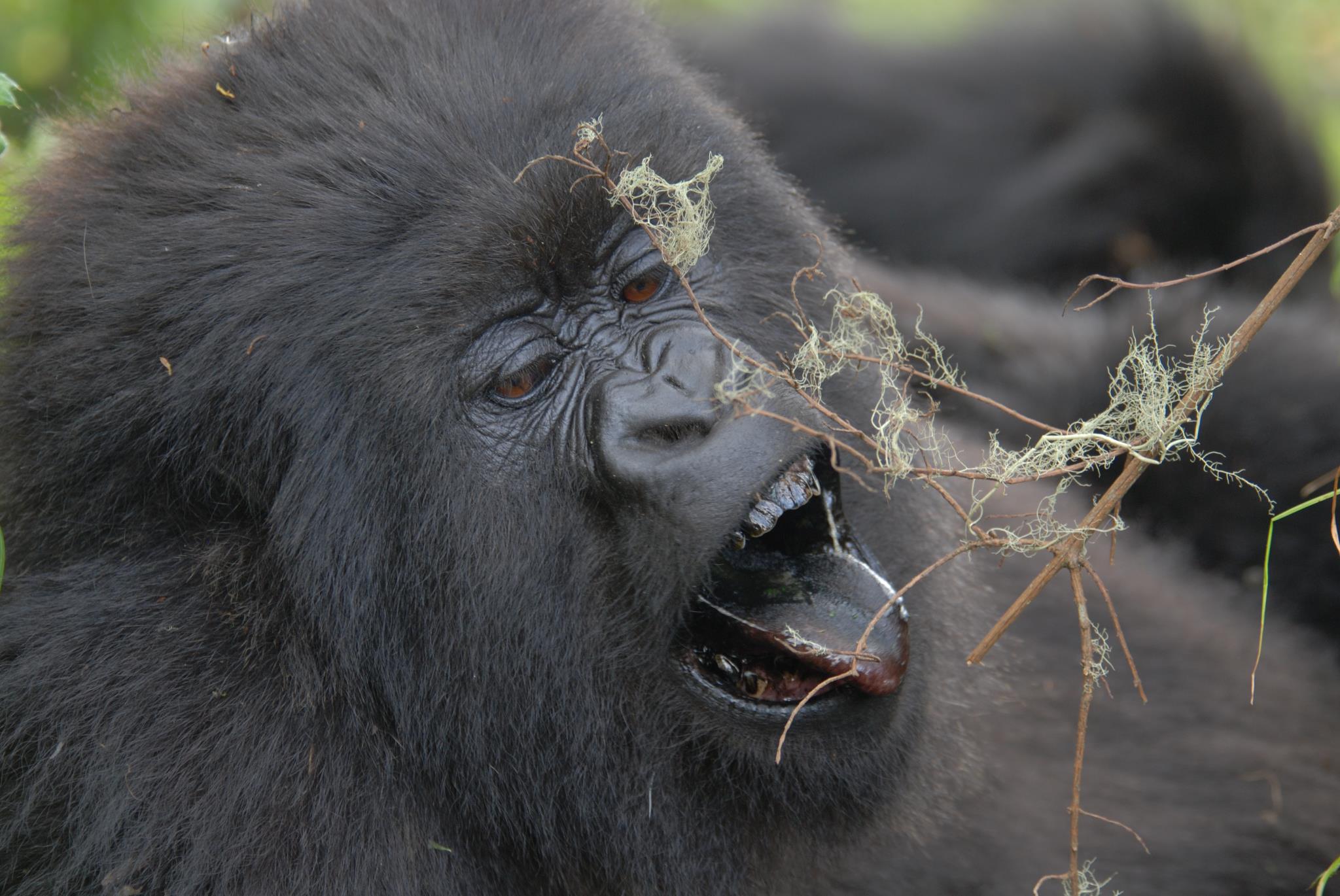 Fonds d'cran Animaux Singes 