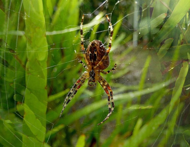 Fonds d'cran Animaux Araignes Jolie crature