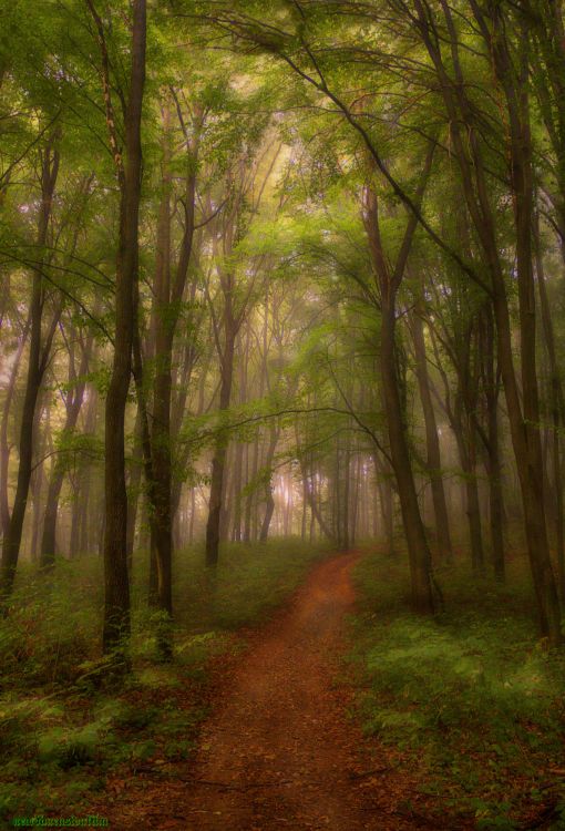 Fonds d'cran Nature Arbres - Forts Brouillard du matin