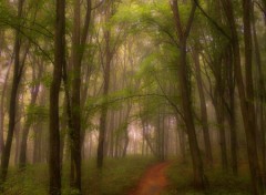  Nature Brouillard du matin