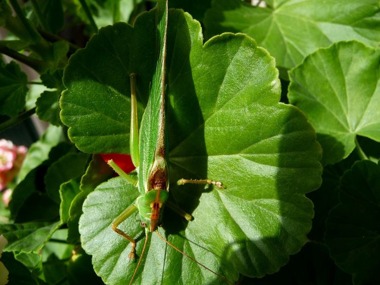 Fonds d'cran Animaux Insectes - Sauterelles et Criquets Sauterelle