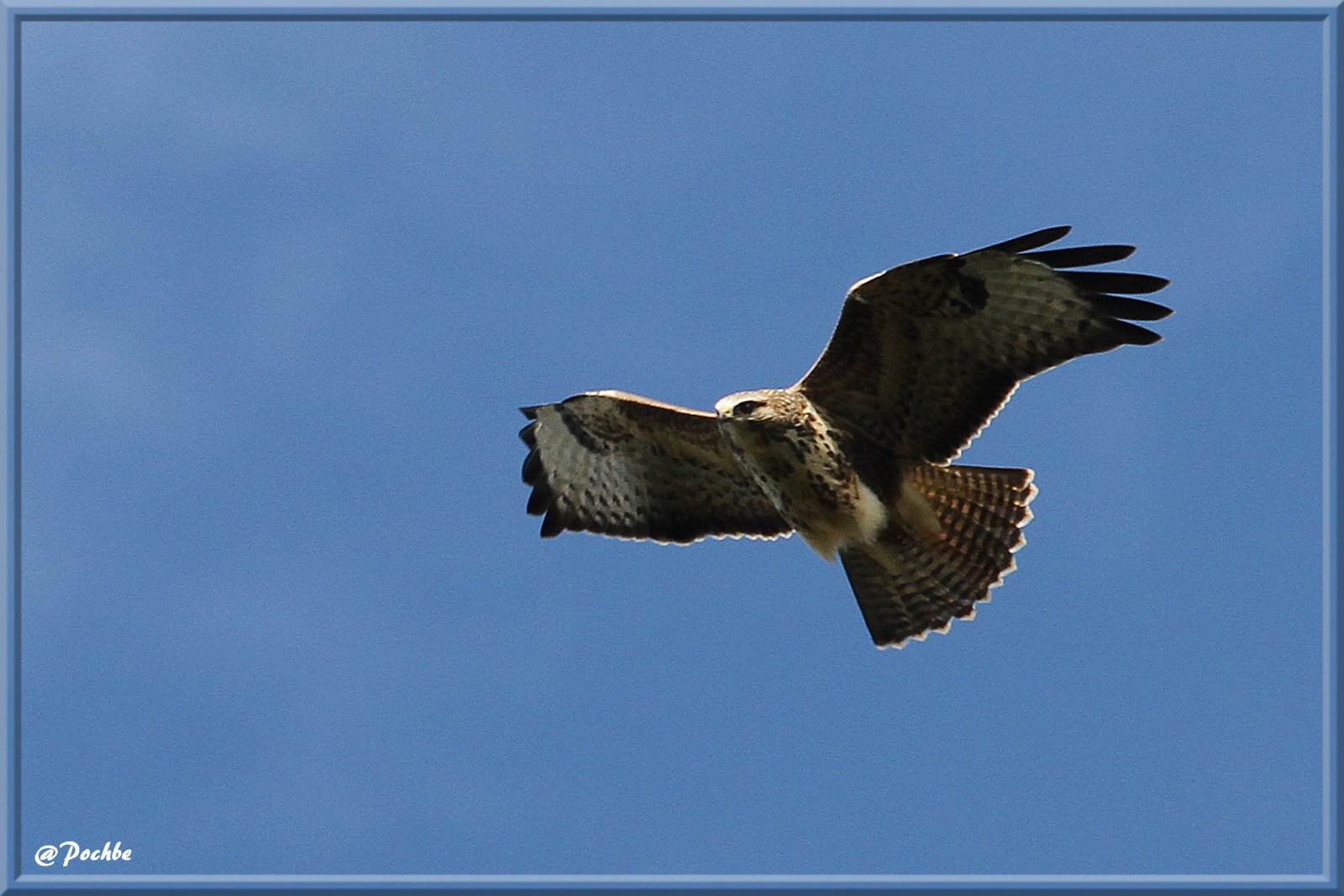 Fonds d'cran Animaux Oiseaux - Buses 