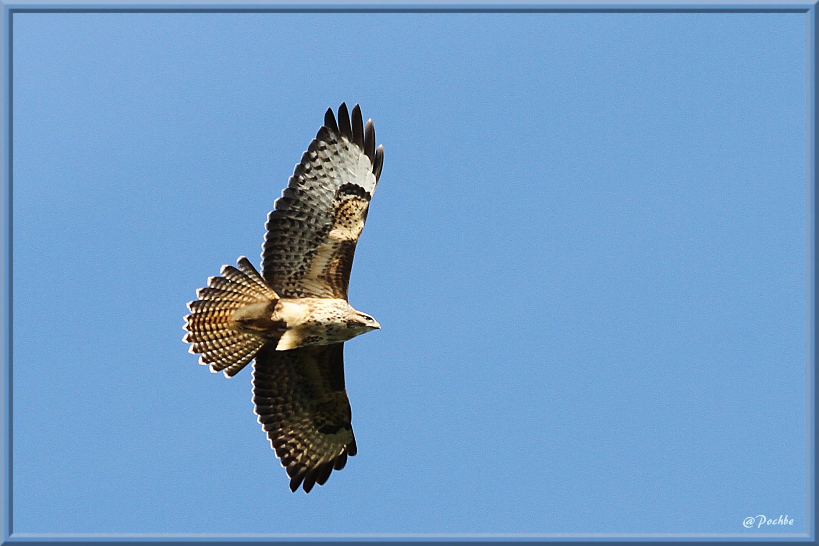 Fonds d'cran Animaux Oiseaux - Buses 