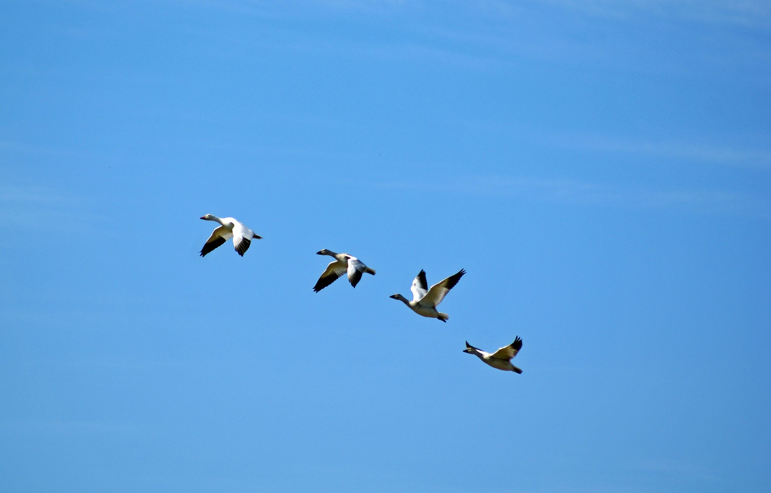 Fonds d'cran Animaux Oiseaux - Bernaches lLE RETOUR DES OIES BLANCHES