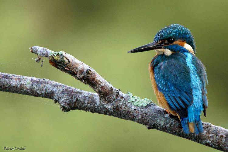 Wallpapers Animals Birds - Kingfisher Martin pcheur