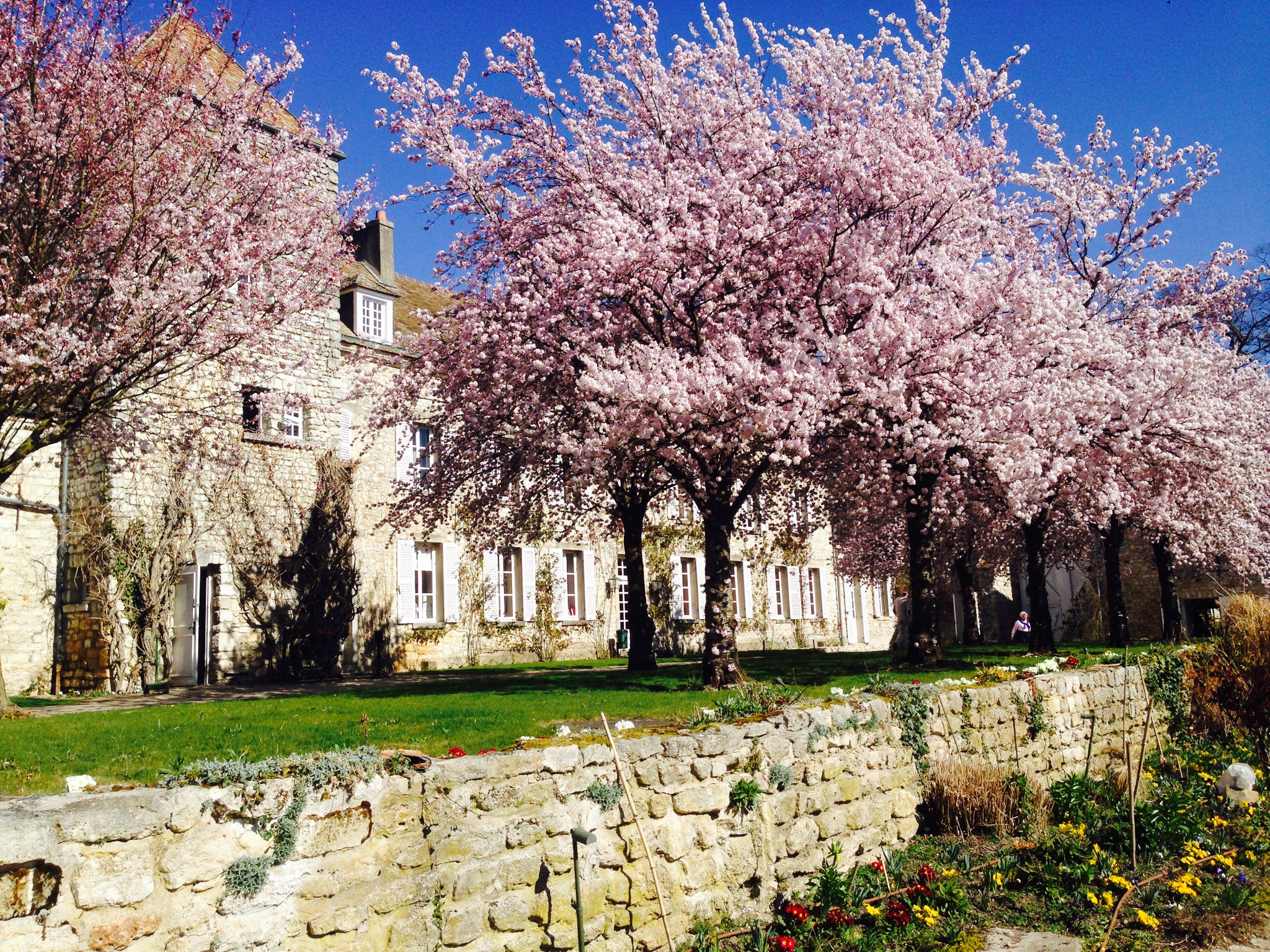 Fonds d'cran Nature Arbres - Forts 