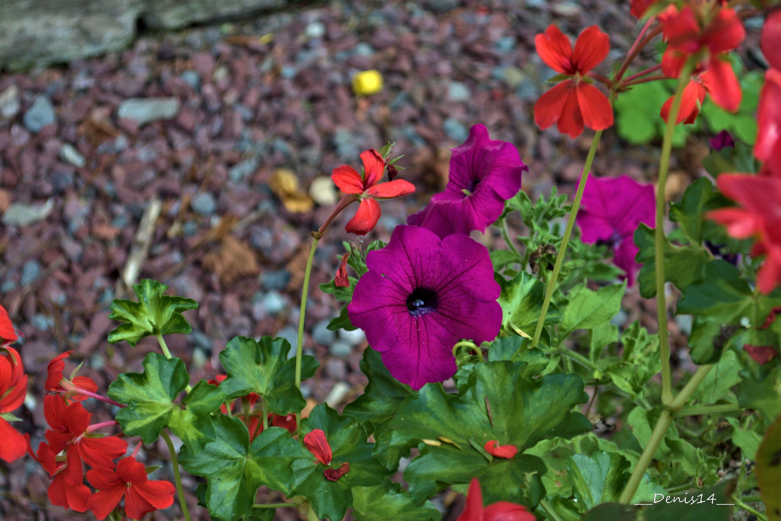 Fonds d'cran Nature Fleurs 