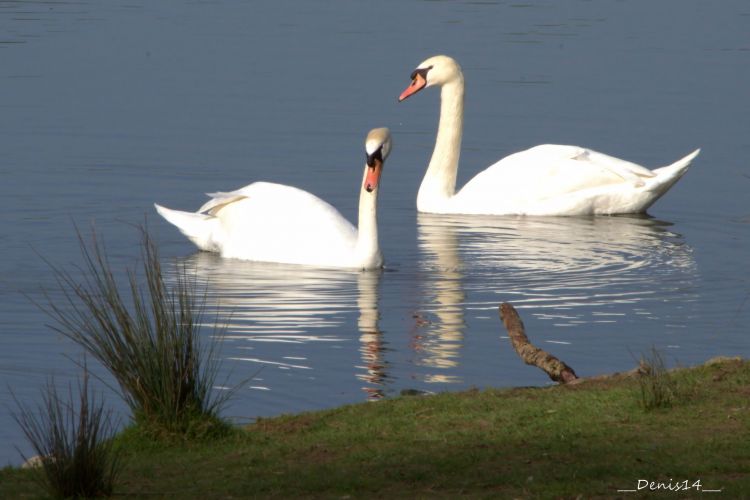 Fonds d'cran Animaux Oiseaux - Cygnes Wallpaper N384642