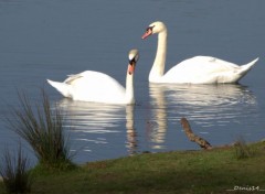  Animaux Image sans titre N384642