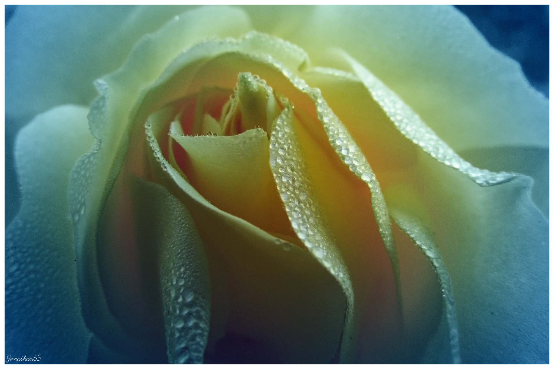 Fonds d'cran Nature Fleurs Macro d'une rose jaune