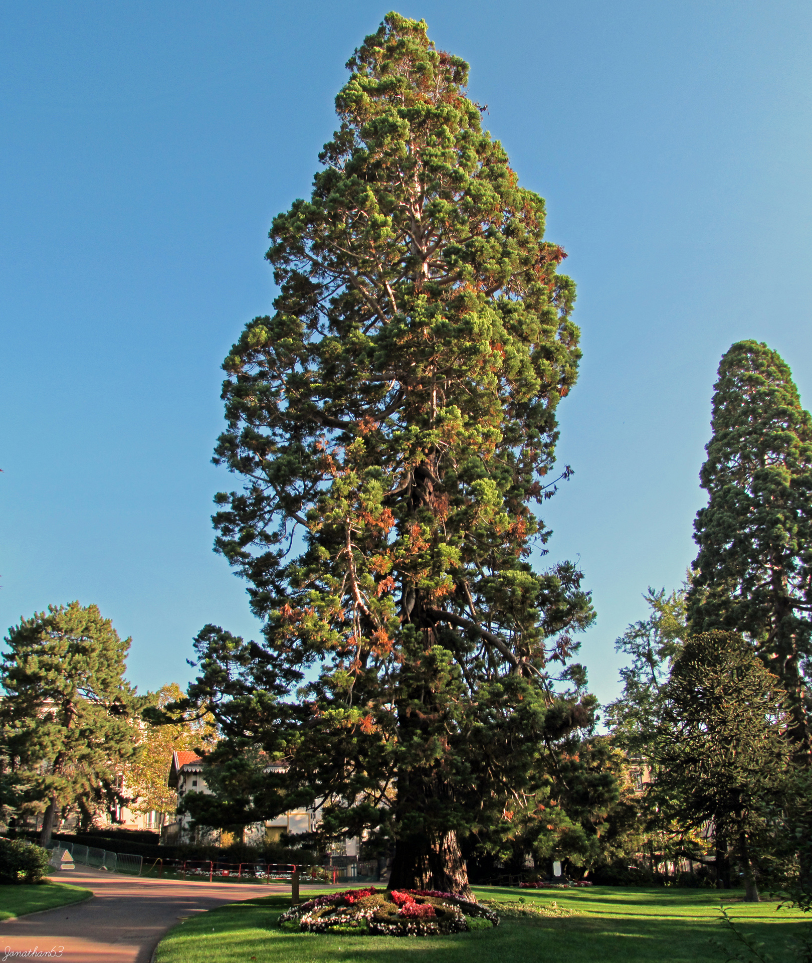 Fonds d'cran Nature Arbres - Forts Séquoia