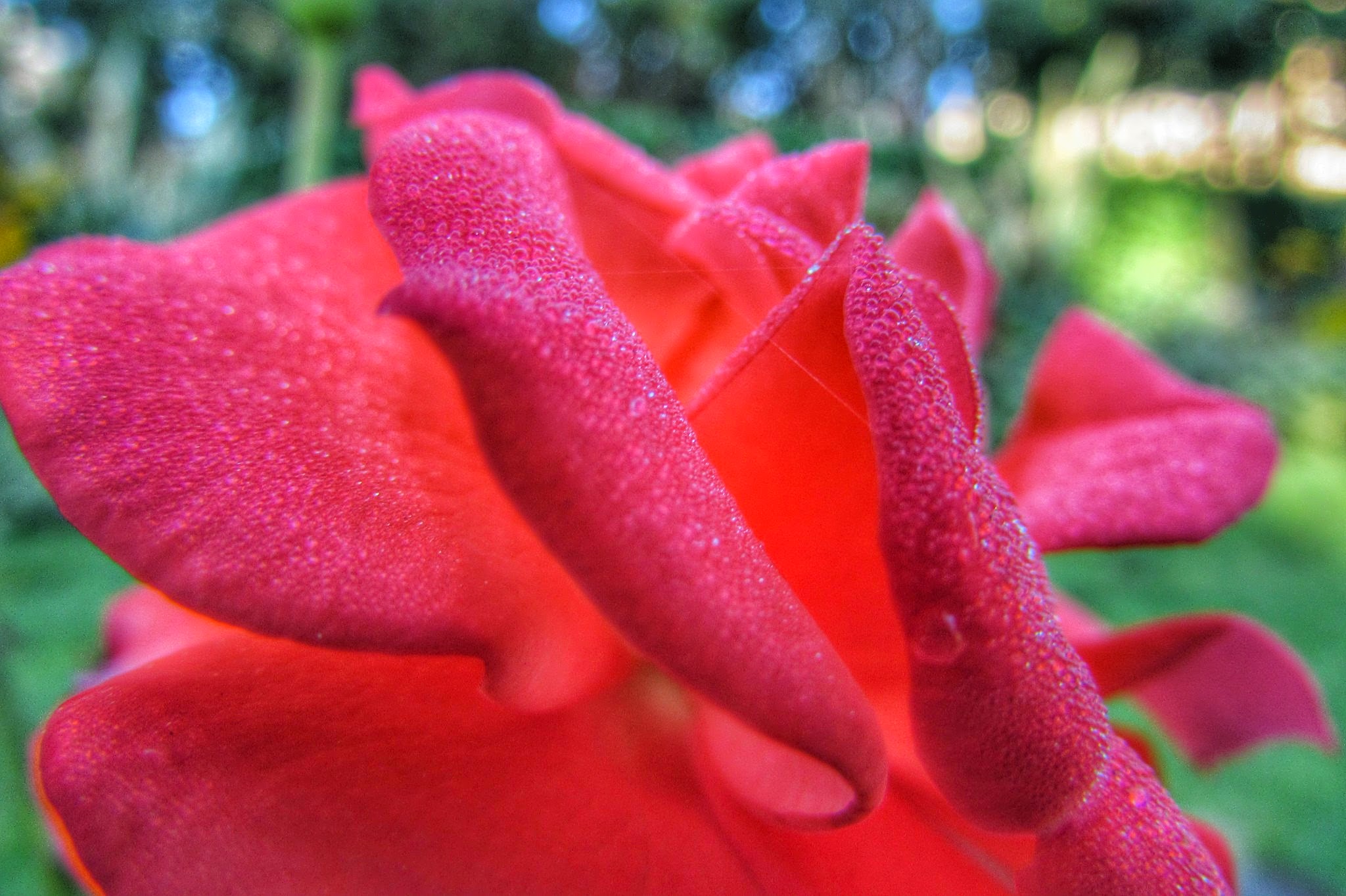 Fonds d'cran Nature Fleurs Macro fleur rouge