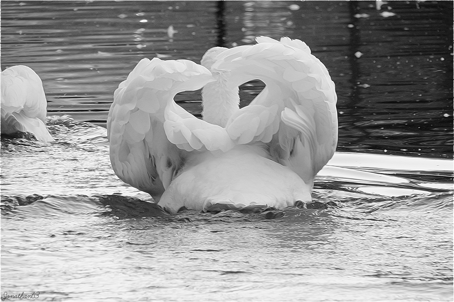 Fonds d'cran Animaux Oiseaux - Cygnes Cygne.