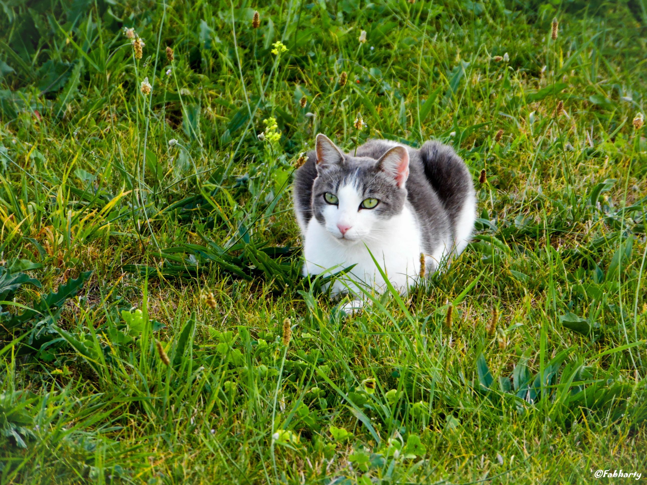 Fonds d'cran Animaux Chats - Chatons 