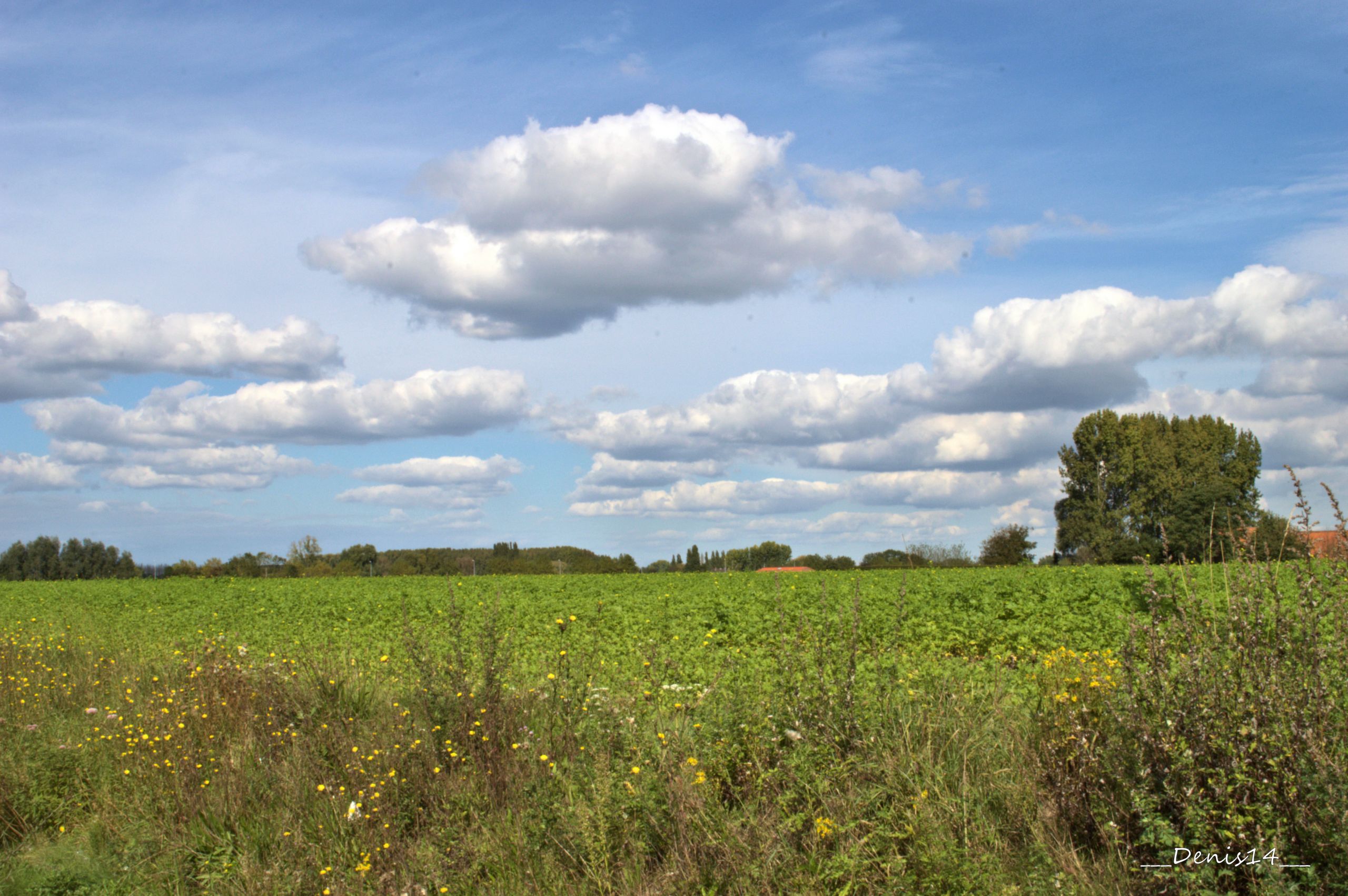 Fonds d'cran Nature Champs - Prairies 