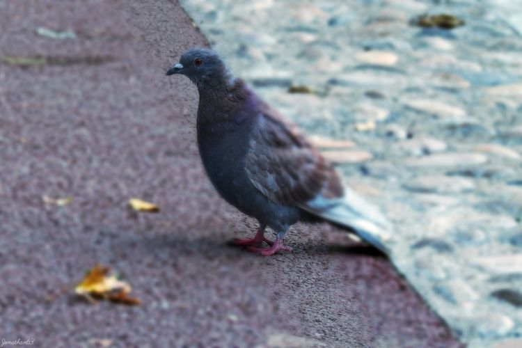 Fonds d'cran Animaux Oiseaux - Pigeons et Tourterelles Pigeon