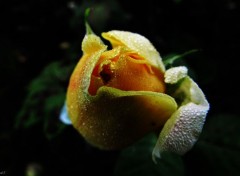  Nature Macro d'une rose jaune