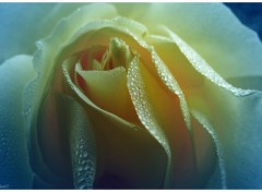  Nature Macro d'une rose jaune