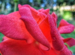  Nature Macro fleur rouge