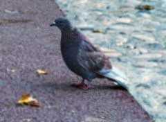  Animaux Pigeon