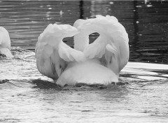  Animaux Cygne.