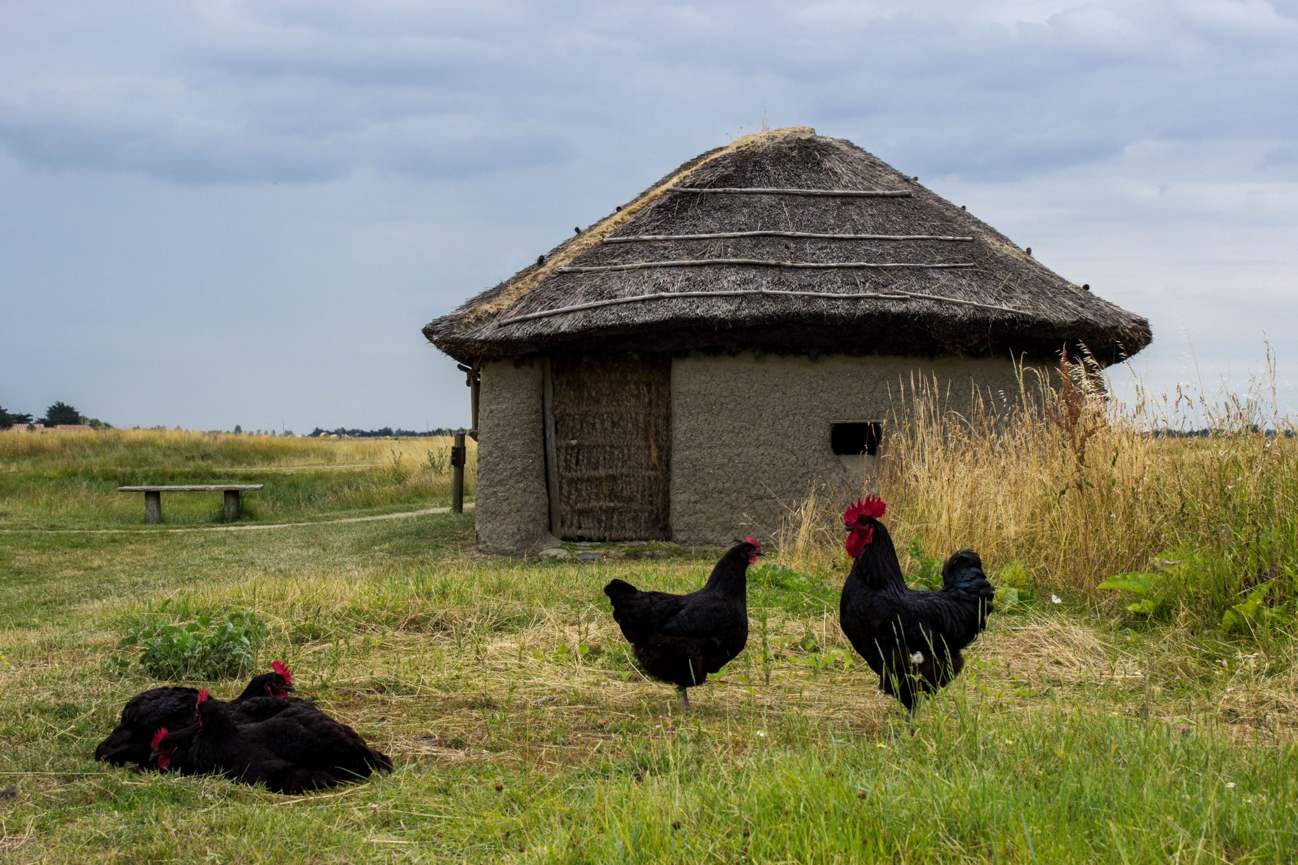 Wallpapers Animals Birds - Hens and Cocks 