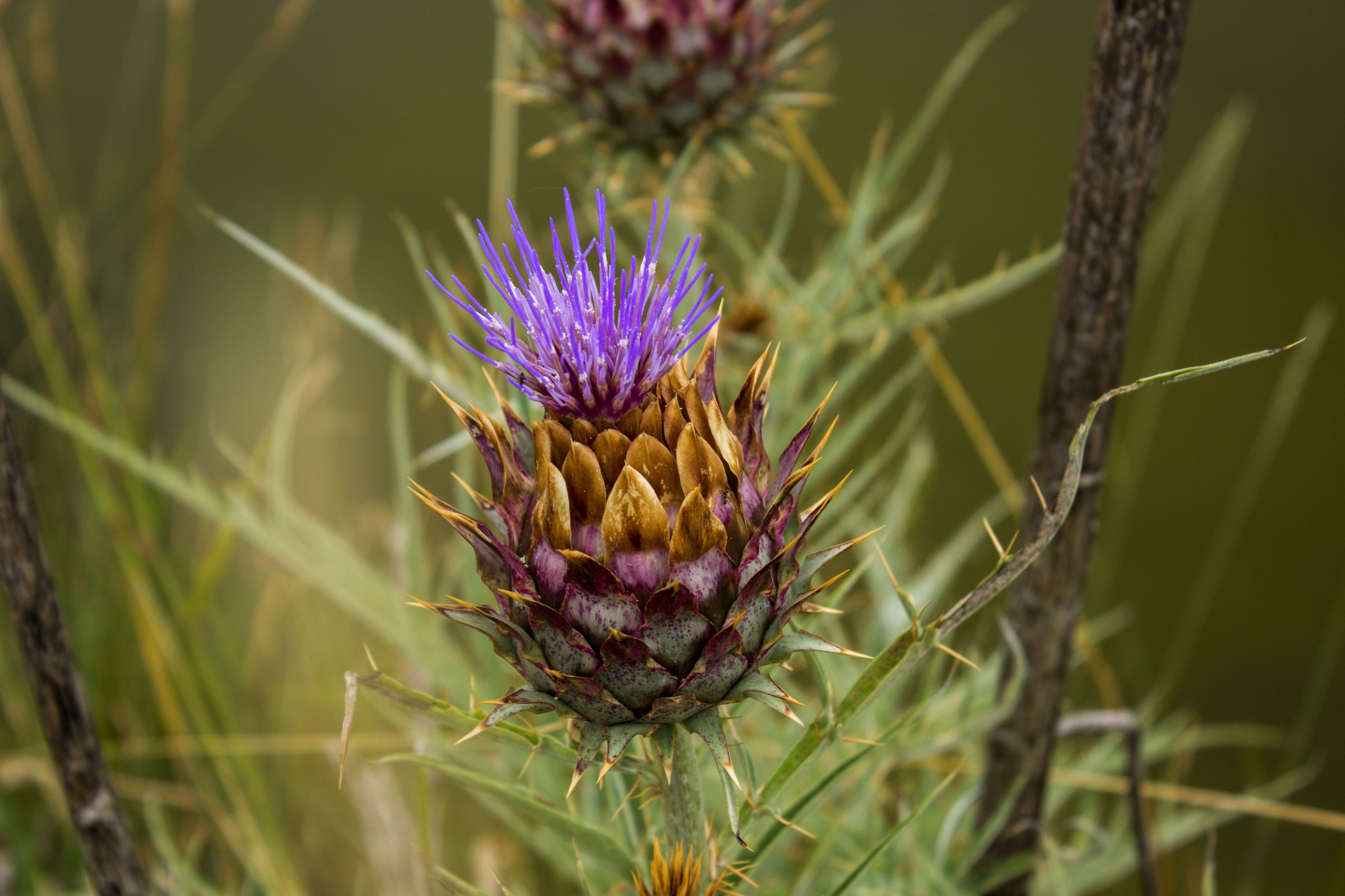 Fonds d'cran Nature Fleurs 