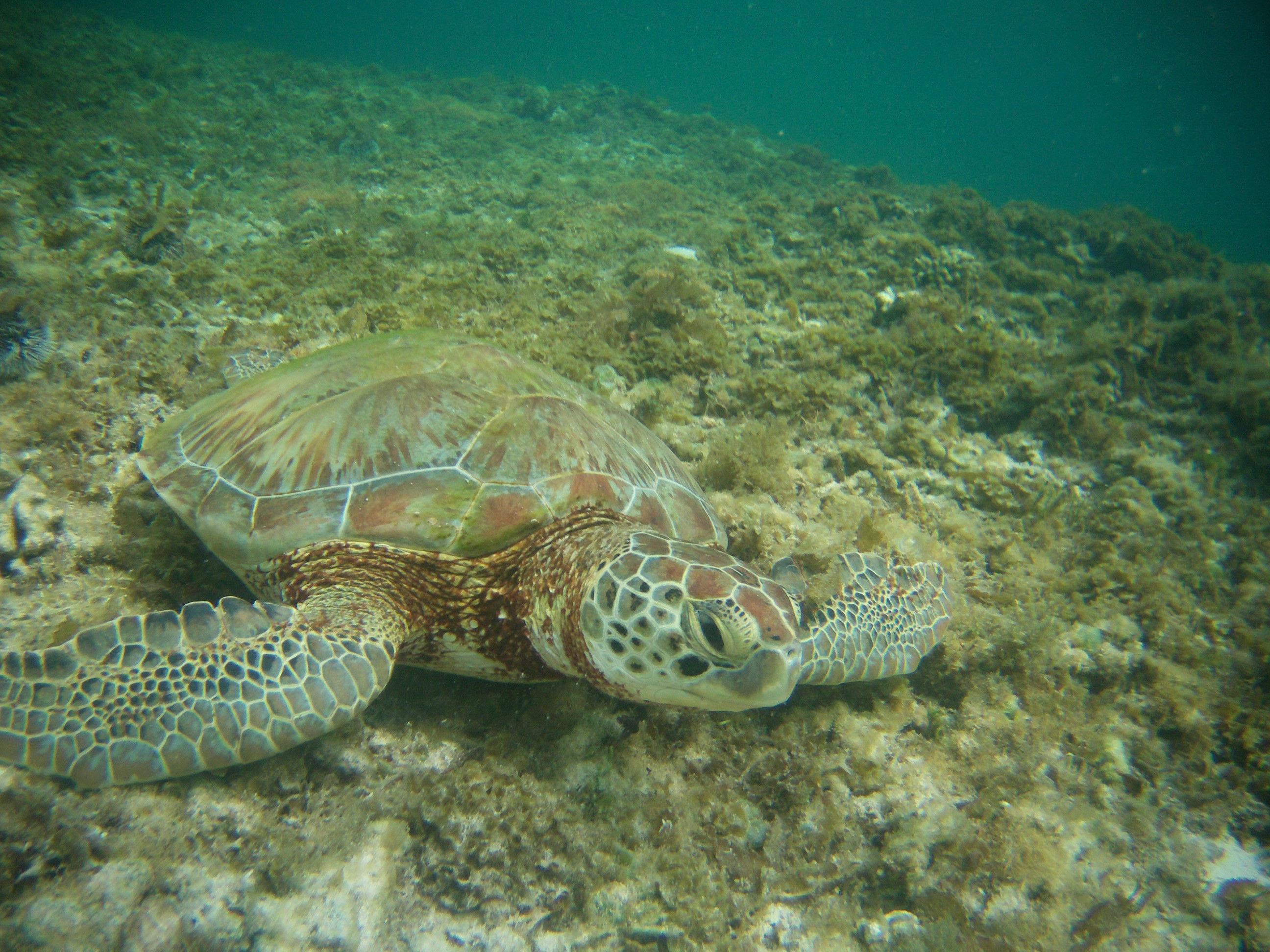 Fonds d'cran Animaux Tortues 