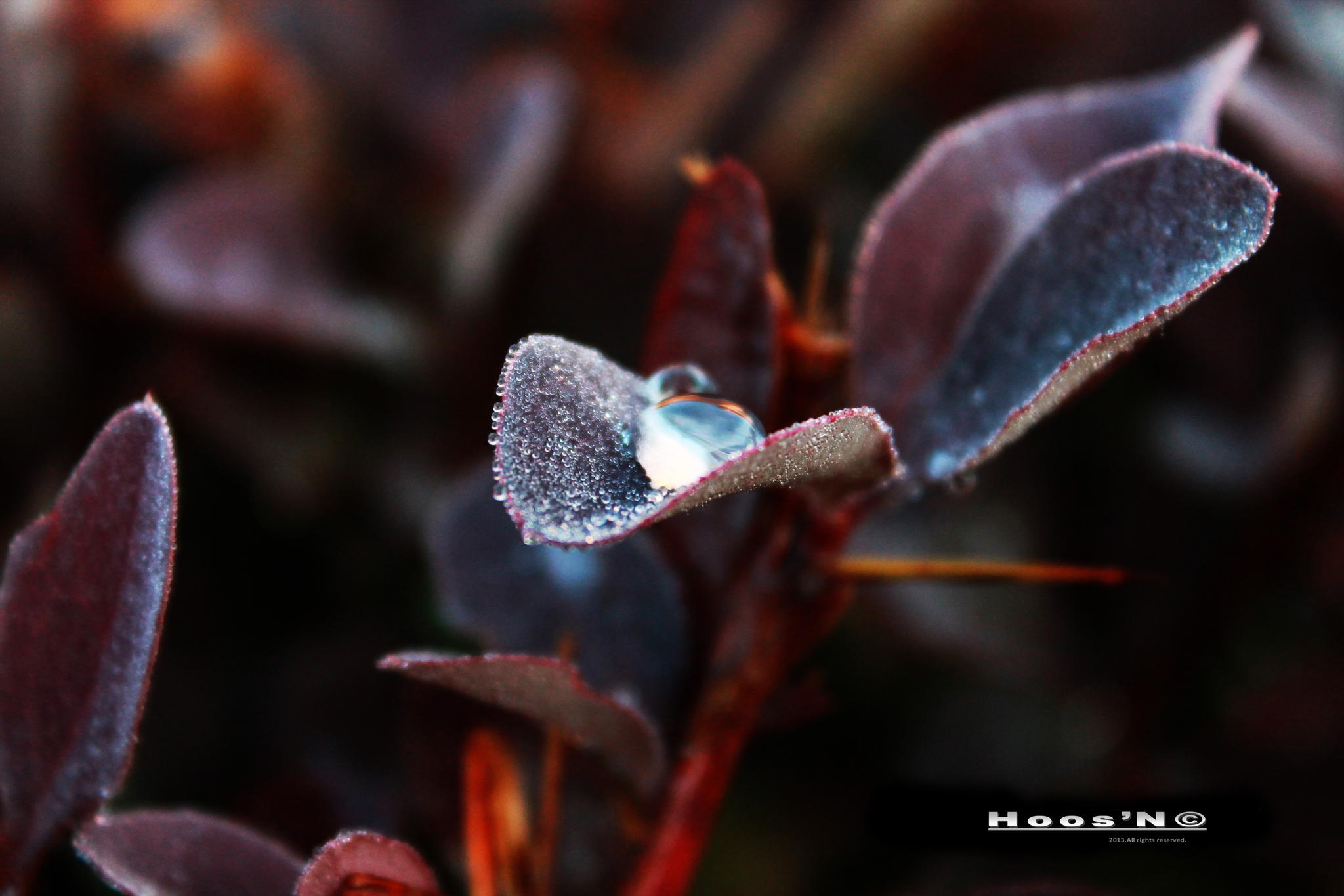 Fonds d'cran Nature Fleurs 