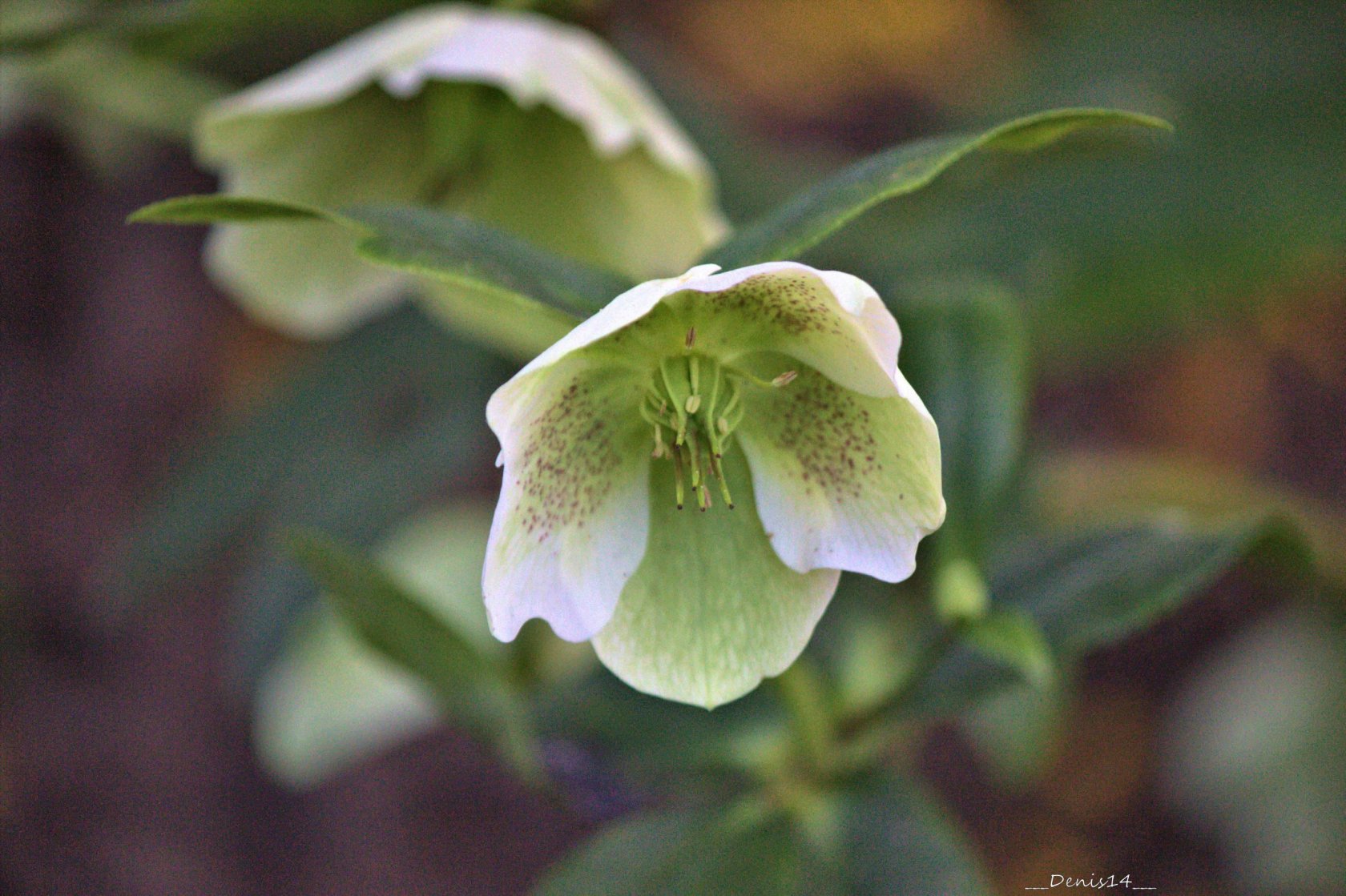 Fonds d'cran Nature Fleurs 