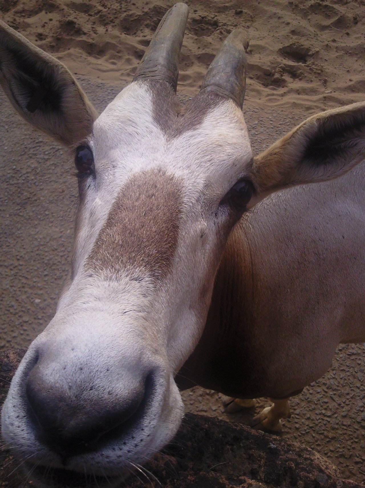 Fonds d'cran Animaux Chvres 