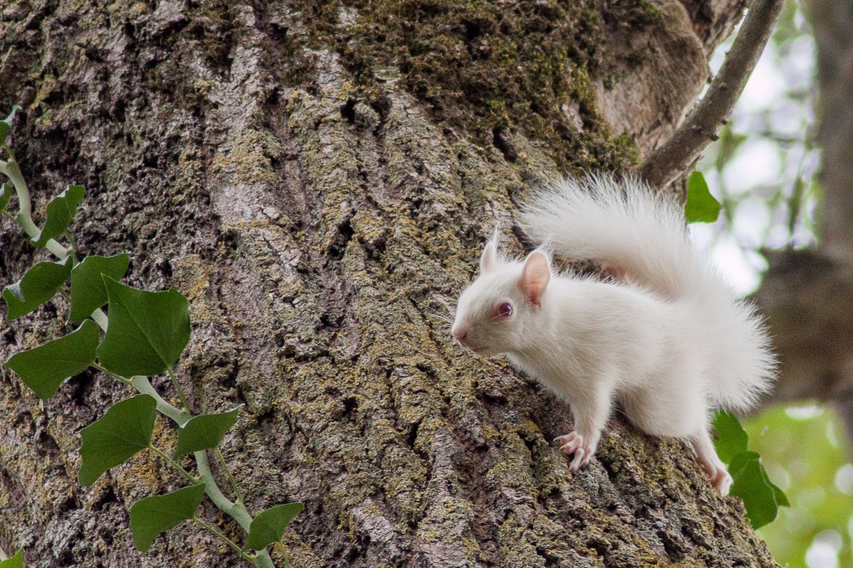 Fonds d'cran Animaux Rongeurs - Ecureuils ecureuil albinos