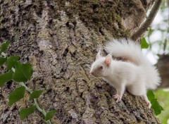  Animaux ecureuil albinos